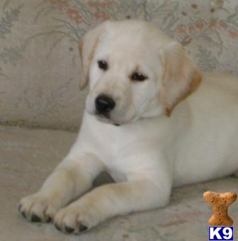 Puppies in MN